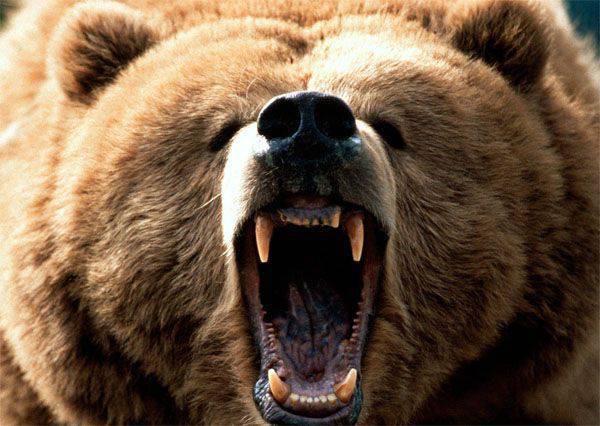 L'opinionista americano di Forbes: "Poroshenko e Yatsenyuk fanno rivivere deliberatamente il fantasma dell'orso russo"