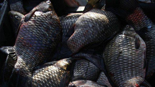 Une grande entreprise lettone de transformation du poisson est fermée en raison d'une interdiction d'exporter vers la Fédération de Russie