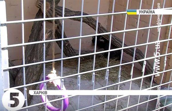 Харьковская милиция тренирует енотов-сапёров