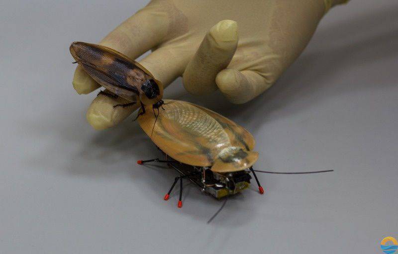 Kant adını KFU bilim adamları “hamamböceği” bir robot yarattı