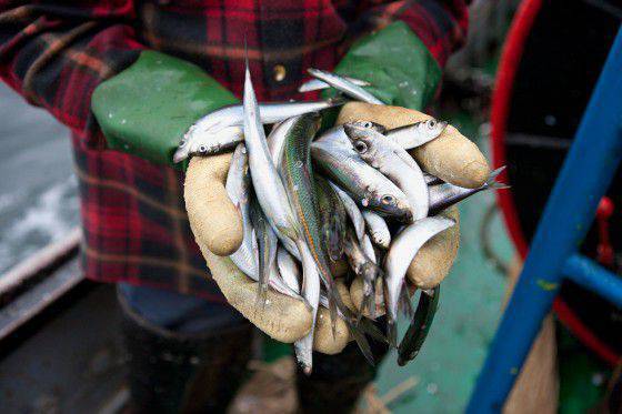 Russia imposed restrictions on the import of Polish fish products