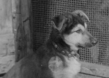 Колька и Яшка