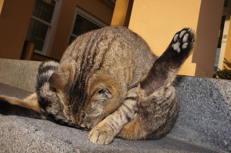 Zor yorumlar. Kedi ya da bayanlar baylar hakkında, ben sadece bir piç!