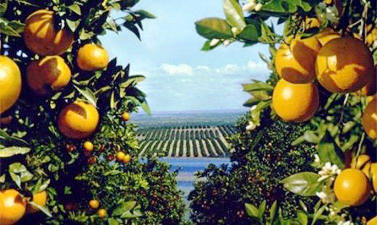 第一批柑橘类水果的船从拉塔基亚飞往俄罗斯