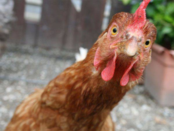 L'UE revoca parte delle sanzioni alimentari anti-russe e consente l'importazione di carne di pollame dalla Russia verso l'Europa