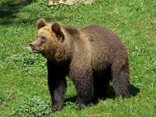 El oso pardo se dirigió a una base militar en Finlandia, asustando a los participantes de los ejercicios militares de la OTAN