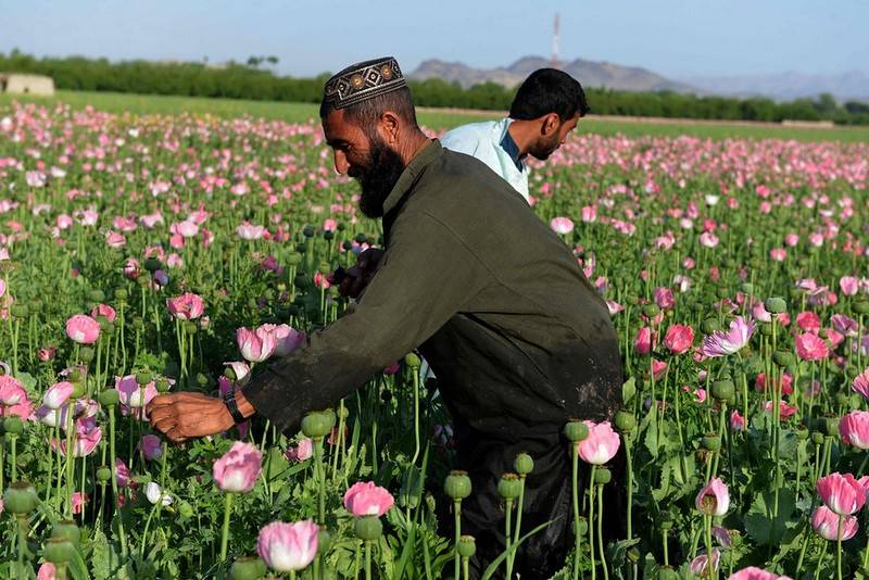 Группировка ИГ начала получать доходы от торговли афганскими наркотиками