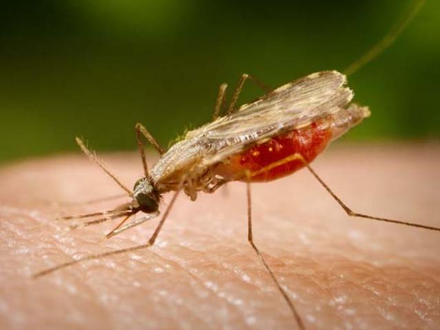 Генный драйв убъёт целые виды: комаров, грызунов и ... далее по списку