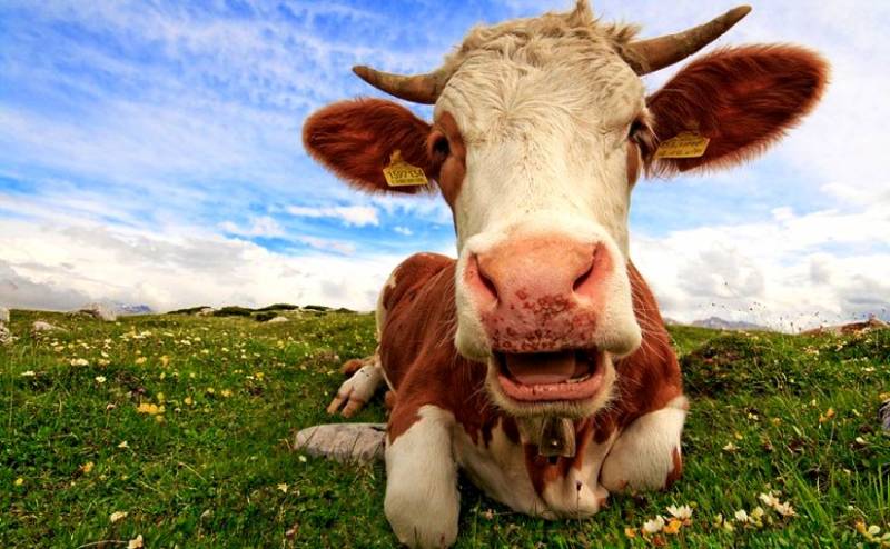 На пороге экономической катастрофы. Жизнь и смерть Прибалтики