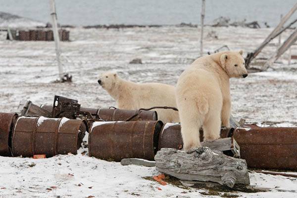 Arktis von Müll geräumt