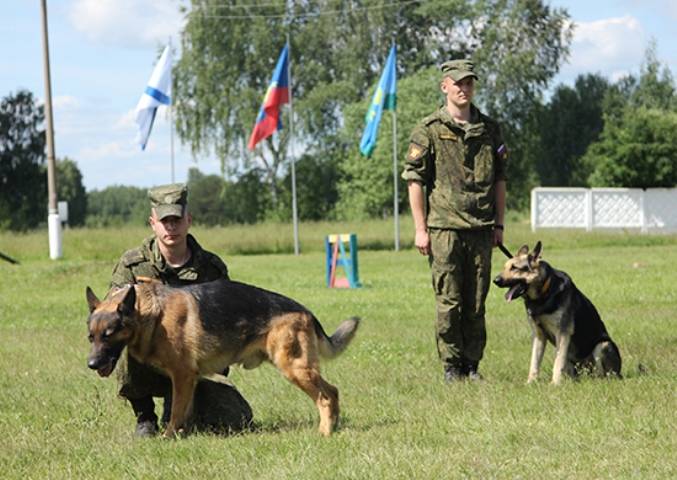 Минобороны создало кинологическую службу