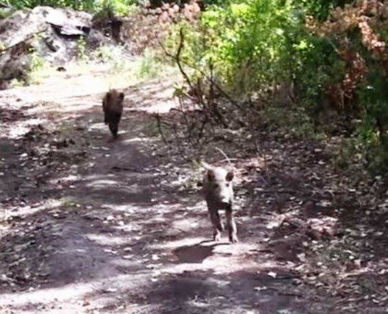 ВСУ используют на передовой «боевых» кабанов