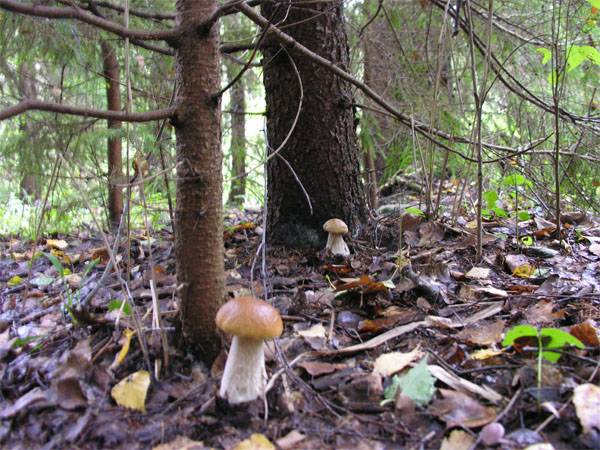 Les champignons interfèrent avec les exercices de l'OTAN en Pologne