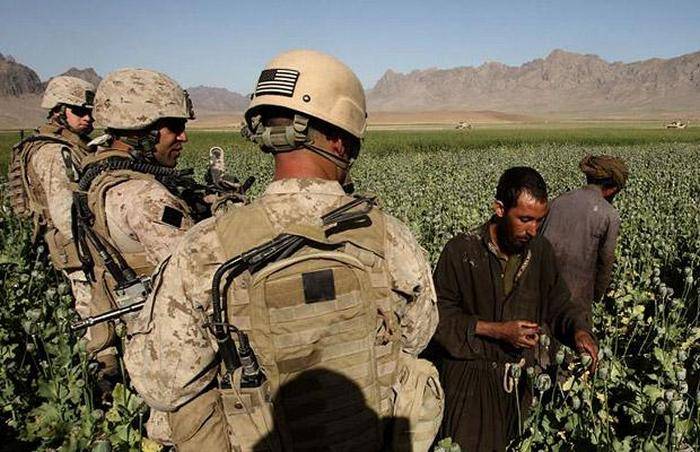 Die Schlafmohnernte in Afghanistan erreichte Rekordhöhen