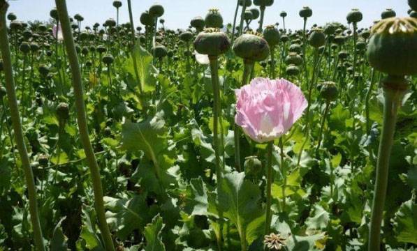 Helikopter militer jatuh selama operasi untuk membasmi opium poppy di Meksiko