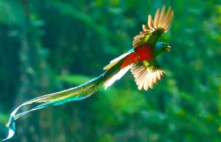 Conquistadores y aztecas: ¡cuando las plumas son más preciosas que el oro! (parte dos)