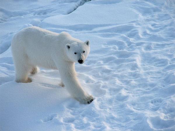 イギリスのファンがロシアでの飢えたクマの危険を警告