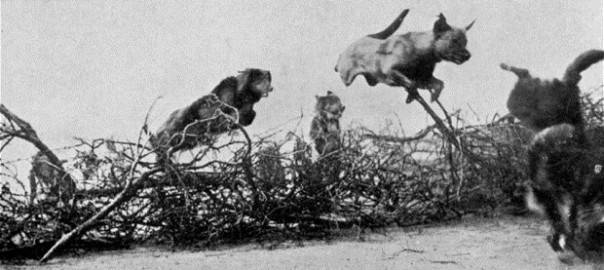 Четвероногие курьеры Первой мировой