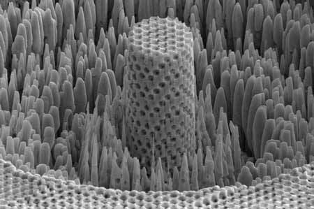 American scientists have created a "metal tree" - a material stronger than titanium