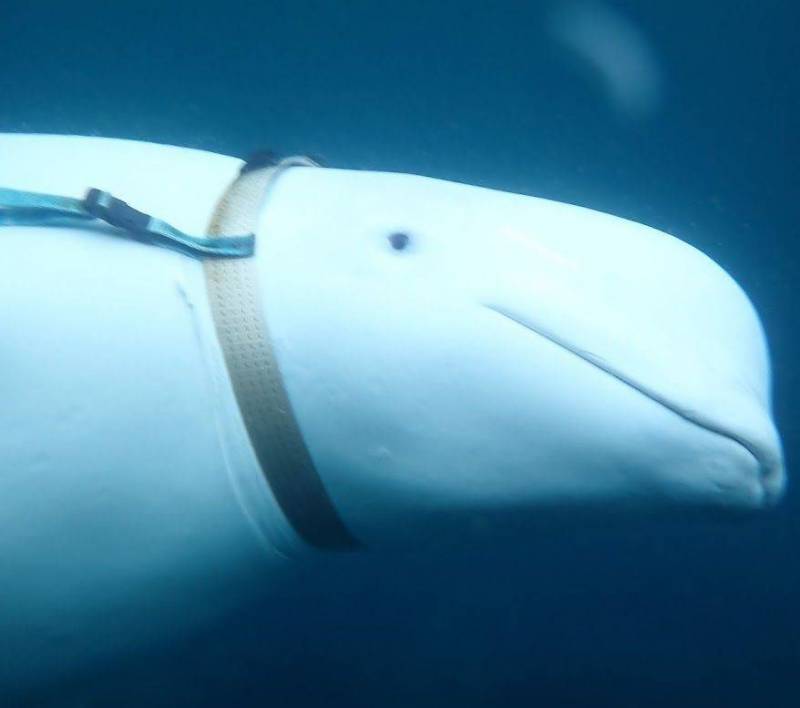 Белуха в упряжке. Сотрудница ГУГИ ВМФ?