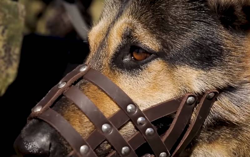 Друг человека и живое оружие: в Центре служебного собаководства ЗВО готовят «военных» собак » Военные люди