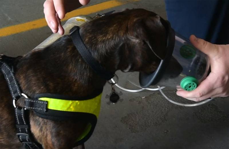 在以色列和英国的军队中，服务犬正试图教导如何通过气味识别冠状病毒患者