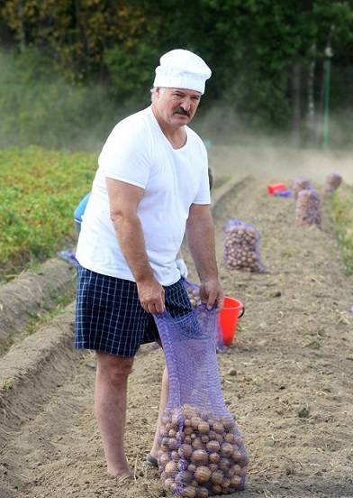 From potatoes to Chicks-the record holder. As quietly losing face