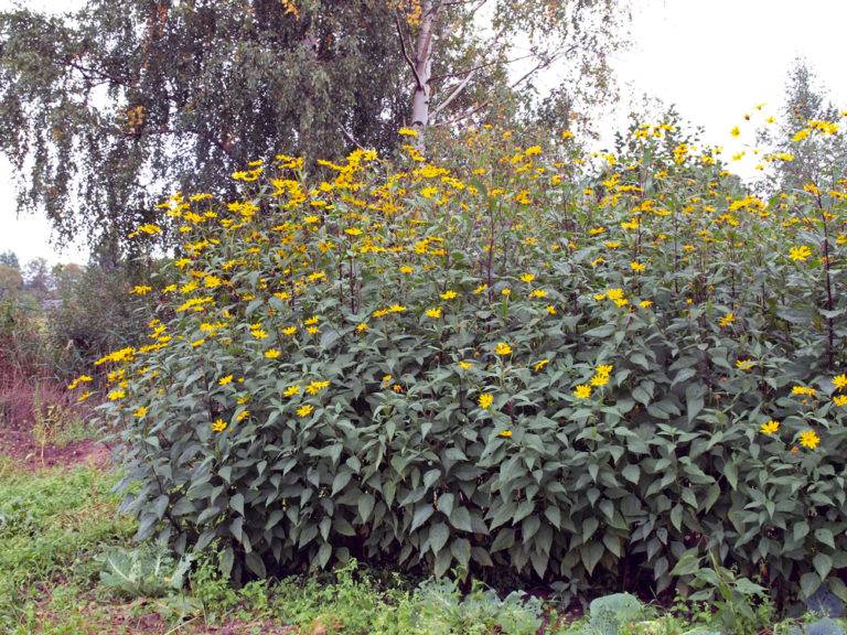 Jerusalem artichoke - the best pasture for the army and the population