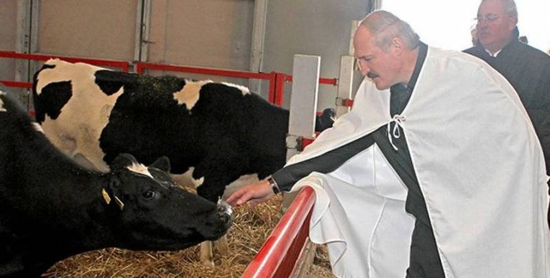 От картошки до тёлки-рекордсменки. Как незаметно потерять лицо