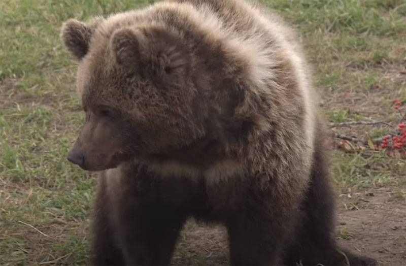 Zorka - orso del reggimento della Grande Guerra Patriottica