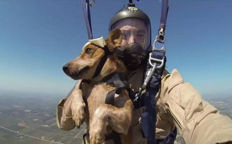 A parachute for service dogs created in Russia