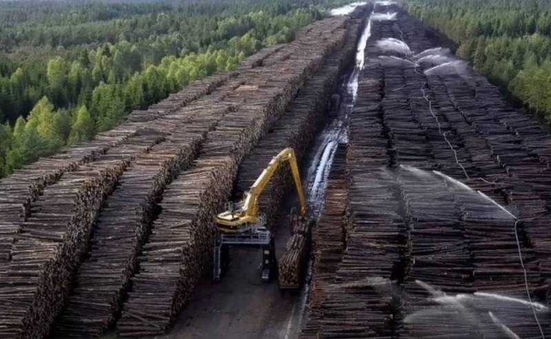 Putin ordenó introducir una prohibición completa a la exportación de madera en bruto del país