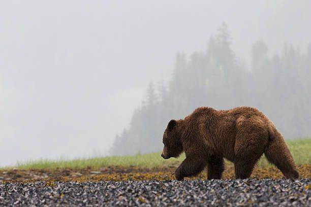 Grizzly, filme sobre urso gigante assassino, ganha trailer mas não