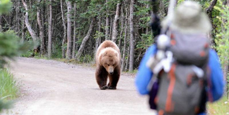 Grizzly, filme sobre urso gigante assassino, ganha trailer mas não