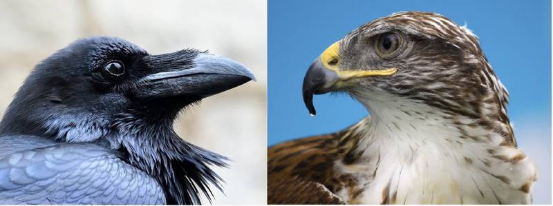 «Сокол из Ладоги»