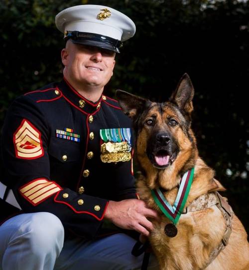 собака с медалью