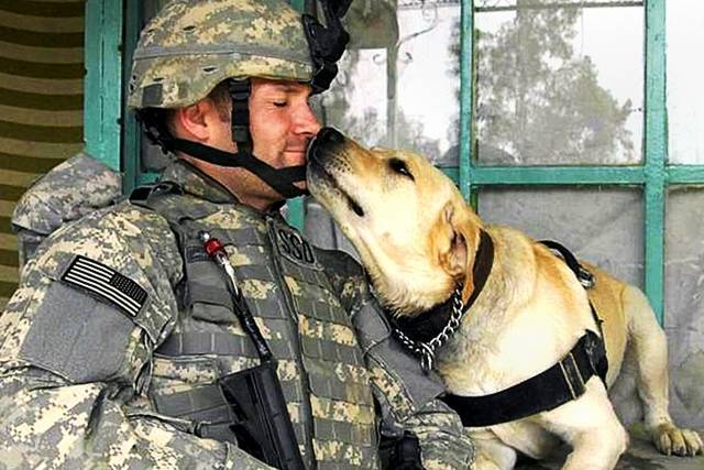 A vida de um cachorro no exército americano