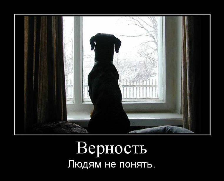 Верность товарищу. Демотиваторы грустные. Преданность картинки. Демотиваторы про преданность. Собака сидит у окна.