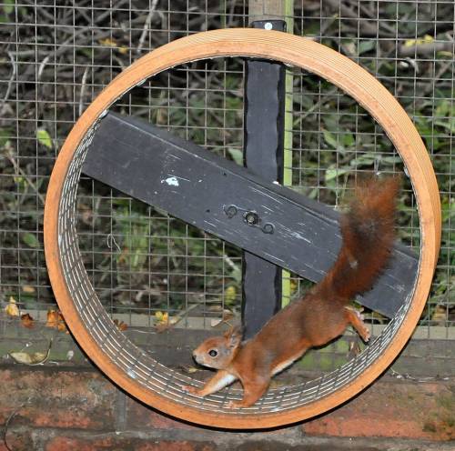 esquilo em uma roda