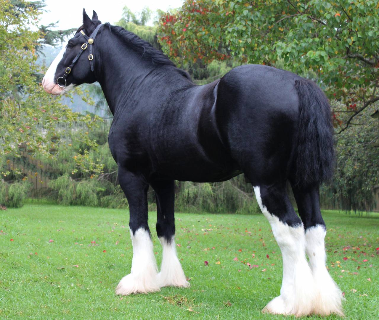 Você já viu um cavalo sorrindo? - Momento Equestre