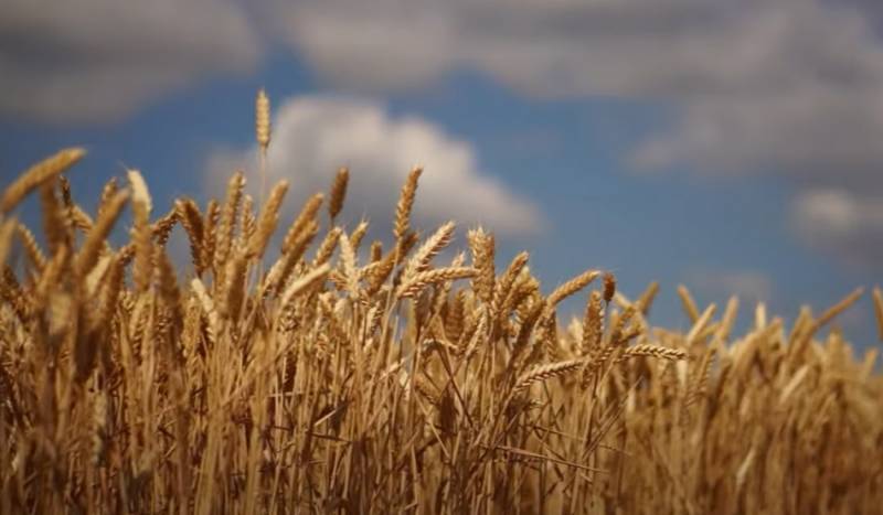 Минсельхоз РФ подготовил документ о временном запрете экспорта зерновых на фоне 10-летнего антирекорда их запасов в мире