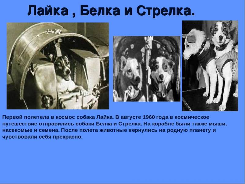 Как звали первую собаку побывавшую в космосе. Первые собаки в космосе. Первая собака полетевшая в космос. Белка и стрелка в космосе. Белка и стрелка первые собаки.