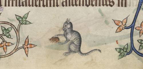 Кошки в Средние века