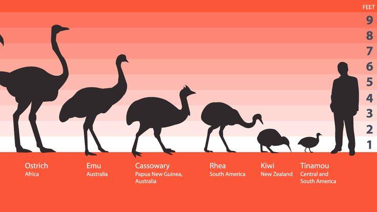 جنگ بزرگ Emu. چگونه جنگ را به پرندگان ببازیم