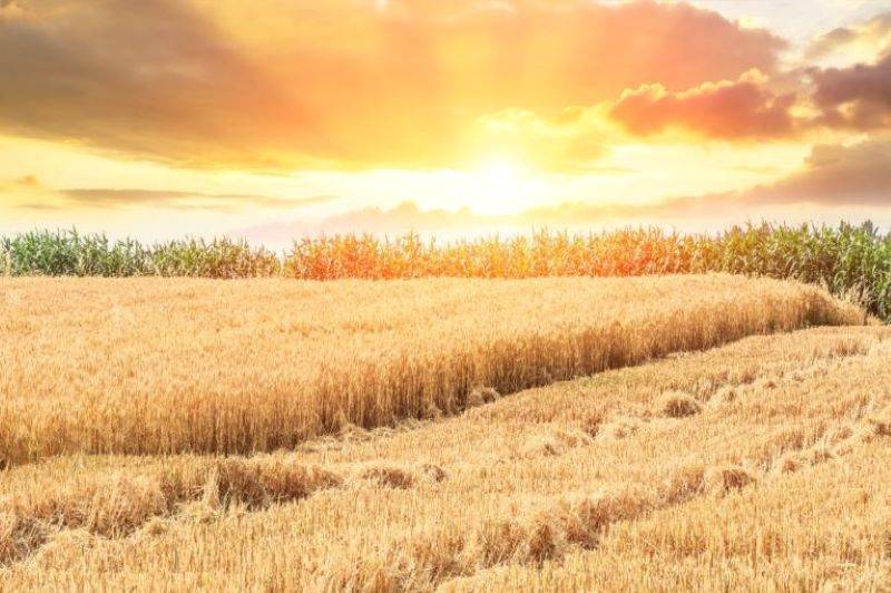 В МИД России сообщили о задержании десятков судов за нарушения при реализации зерновой сделки
