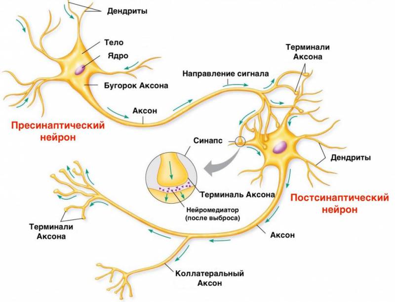 Νευρικοί παράγοντες. Φυτοφάρμακα και δηλητήρια εκτροπής