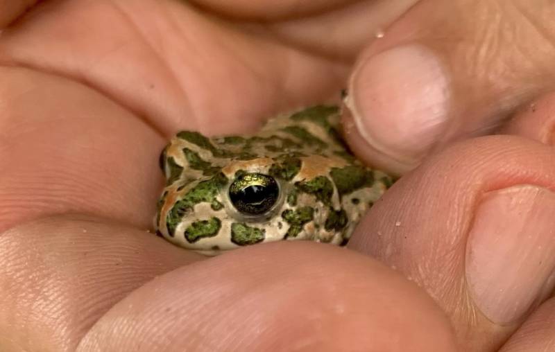 Tank kamuflajı: Ben seni görüyorum, sen beni görmüyorsun!