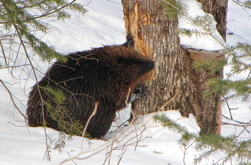 British TV channel: In the Volyn region, beavers “help” the Armed Forces of Ukraine to protect the Belarusian border