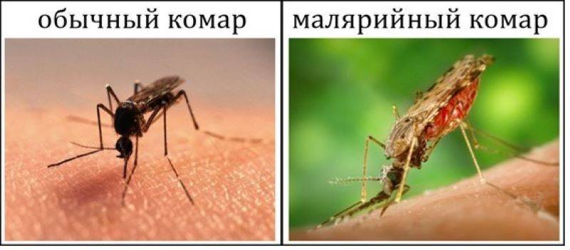 Mosquitoes against people: we are killed, we survive