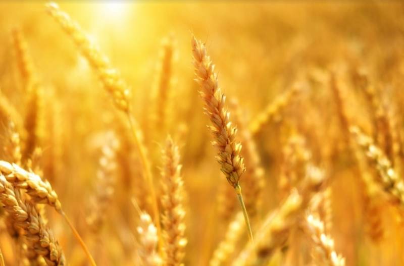 Petani Rumania mulai memprotes impor biji-bijian Ukraina yang tidak terkendali